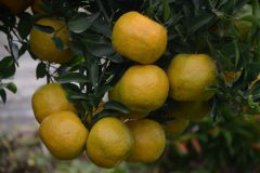 inilah-makanan-penurun-kolesterol