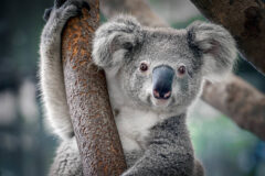 populasi-koala-menurun-efek-kebakaran-hutan-australia